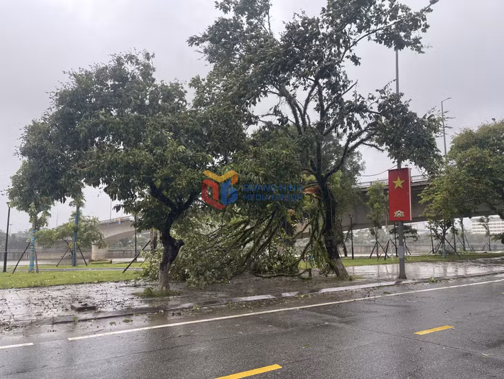 Nhiều cành cây tại các tuyến phố bị gãy cành.