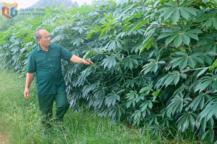 Sắn là một trong những cây trồng mang lại nguồn thu nhập ổn định cho gia đình ông Trịnh Văn Hòa.