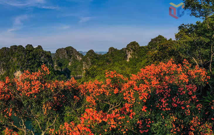 Những cây bông mộc đồng loạt nở rộ, phủ sắc đỏ trên các đỉnh núi đá Vịnh Hạ Long.