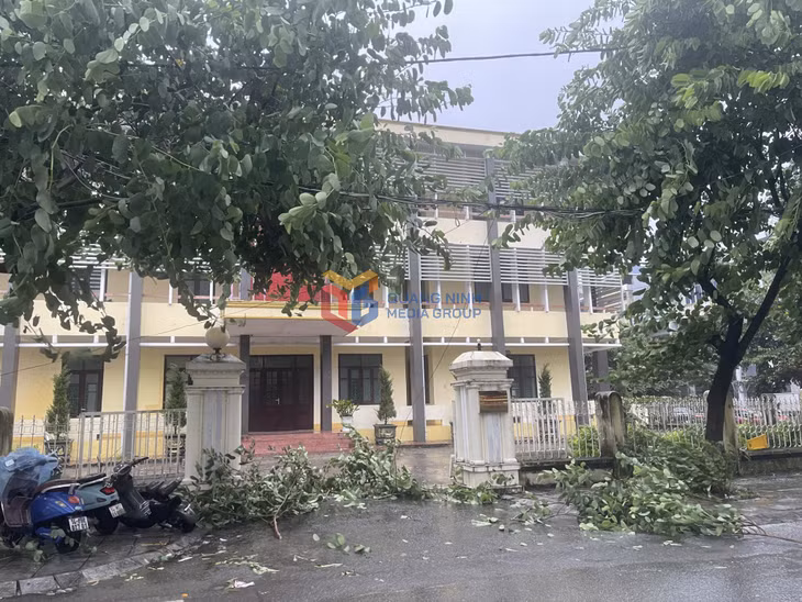 Nhiều cành cây bị rơi trên các tuyến đường tại phường Móng Cái 1 do ảnh hưởng của bão số 1.