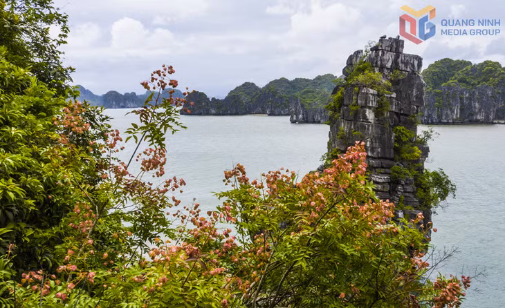 Mùa hoa bông mộc góp phần làm Vịnh Hạ Long thêm thơ mộng và cuốn hút.