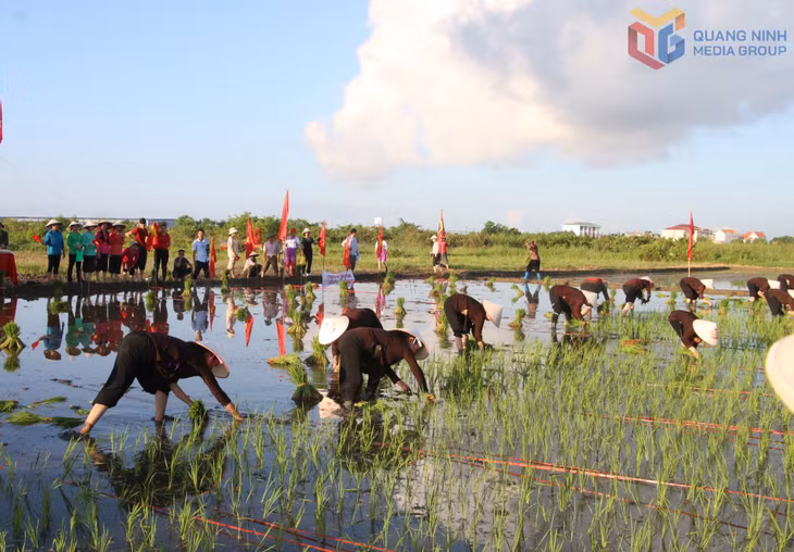 Hội thi cấy trong Lễ hội Xuống đồng. Ảnh: Nguyễn Dung