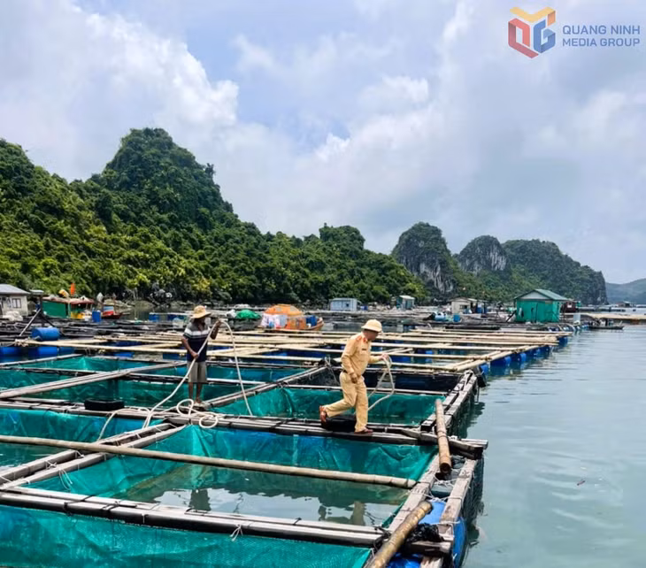 Đội CSĐT, phòng CSGT (Công an tỉnh) hỗ trợ người dân chằng, giữ lồng bè trên Vịnh Bái Tử Long.