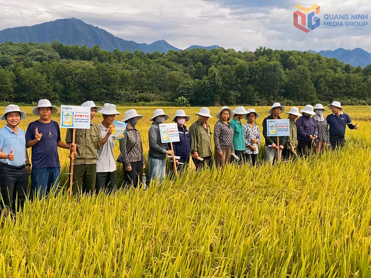 Nông dân xã Quảng Tân tham quan mô hình khảo nghiệm giống lúa chất lượng cao