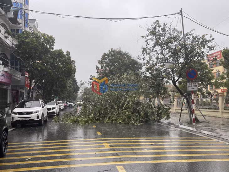 Gió giật cấp 6,7 nhiều cây xanh bị gãy đổ tại khu vực các phường Móng Cái ảnh 4 Gió giật cấp 6,7 nhiều cây xanh bị gãy đổ tại khu vực các phường Móng Cái ảnh 4
