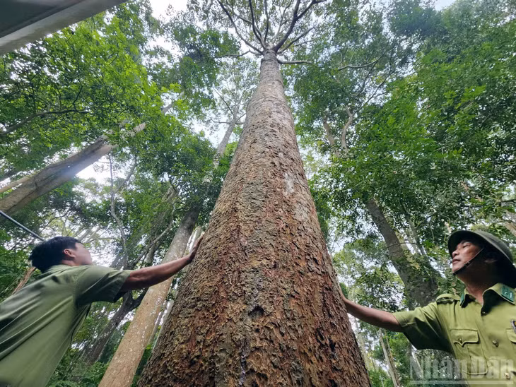 Cây dầu cao vút ở rừng Xuân Sơn.
