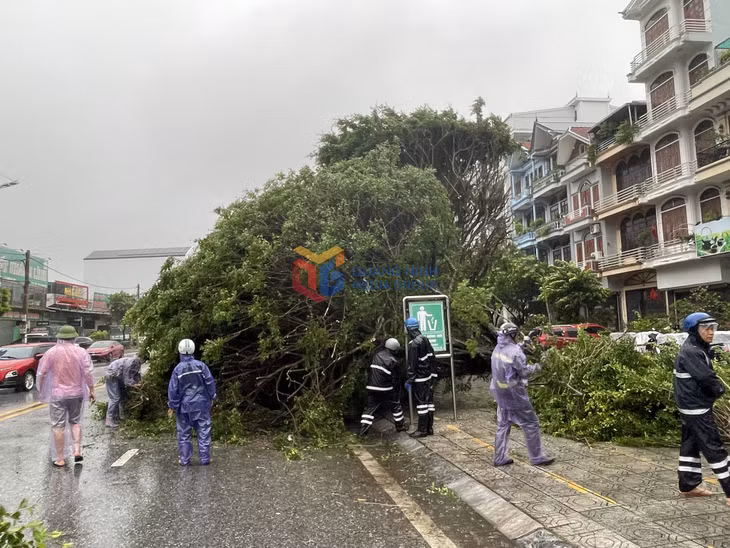 Các lực lượng chức năng trên địa bàn phường Móng Cái 1 chủ động cắt tỉa cây xanh bị đổ đảm bảo sinh hoạt cho người dân.