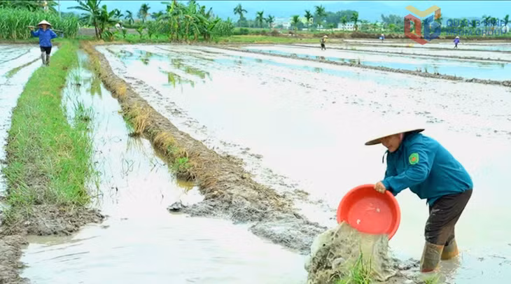 Nông dân phường An Sinh xuống giống, gieo cấy lúa vụ mùa.