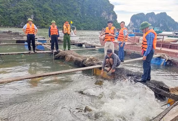 Lãnh đạo TP Hạ Long kiểm tra, giám sát việc nuôi trồng thủy sản trên Vịnh Hạ Long.