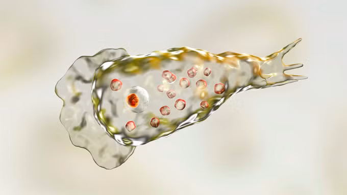 Minh họa amip Naegleria fowleri ăn não người hiển thị dưới kính hiển vi điện tử. Ảnh: Wired