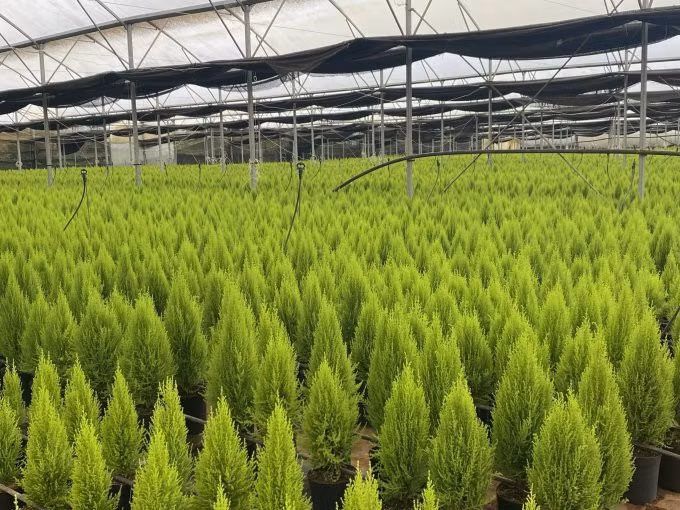 Tùng thơm tại vườn Đà Lạt Hasfarm. Ảnh: Linh Đan