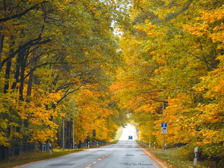 Một con đường rực lá vàng tại Görlitz. Ảnh: Hang Van Photography