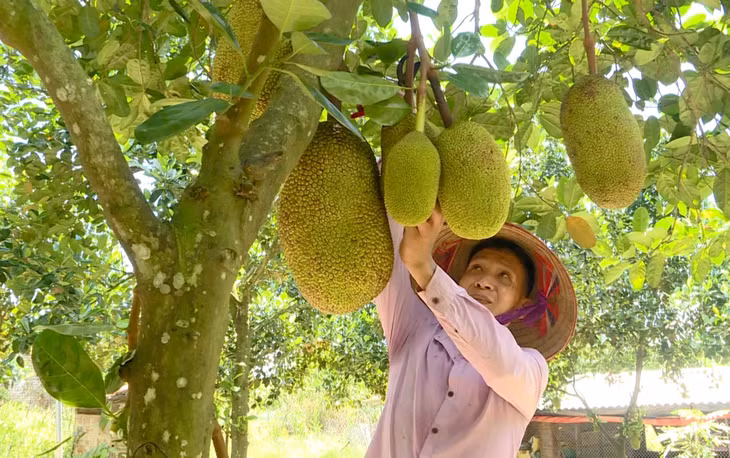 Anh Nguyễn Văn Quyết (thôn Tân Hòa, xã Quảng Tân, huyện Đầm Hà) chăm sóc vườn mít.