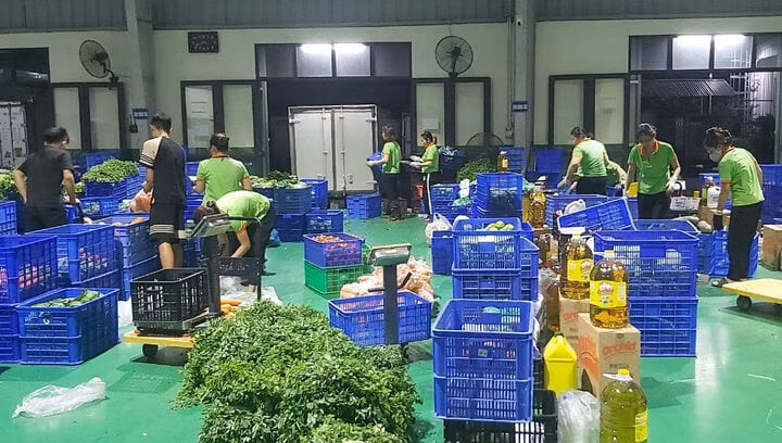 Liên kết sản xuất giúp các HTX ổn định đầu ra cho sản phẩm.