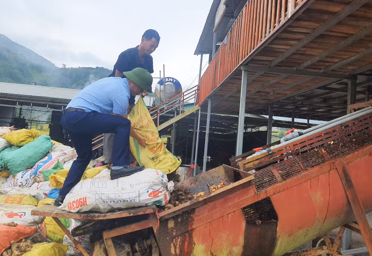 Người dân Bình Liêu thu hoạch củ dong, chuẩn bị sản xuất miến dong phục vụ Tết.