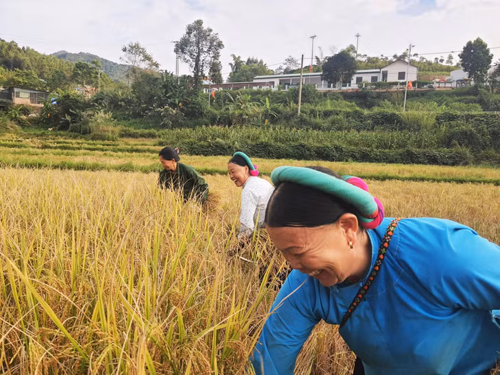 Người dân thôn Nà Ếch (xã Húc Động) thu hoạch lúa.