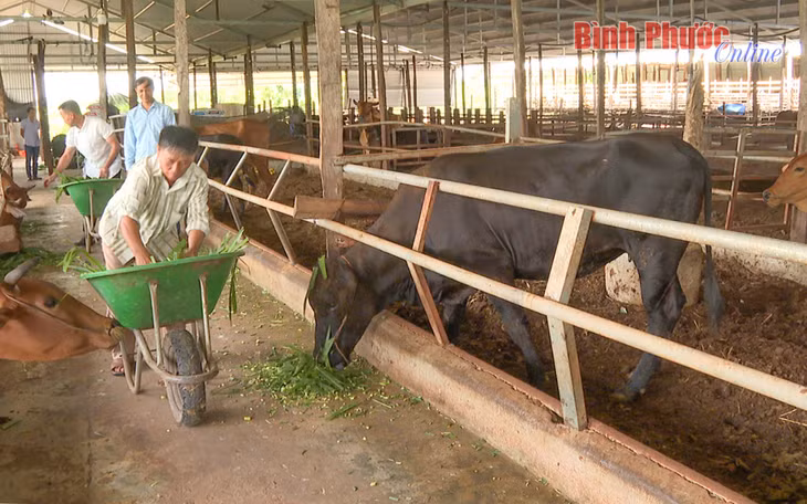 Đầu tư phát triển chăn nuôi bò siêu thịt tại HTX chăn nuôi Lộc An