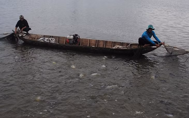 Một vùng nuôi cá tra thuộc tỉnh An Giang.