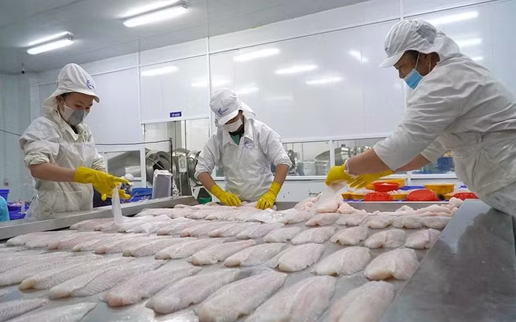 Chế biến cá tra tại một doanh nghiệp ở thành phố Sa Đéc, tỉnh Đồng Tháp.