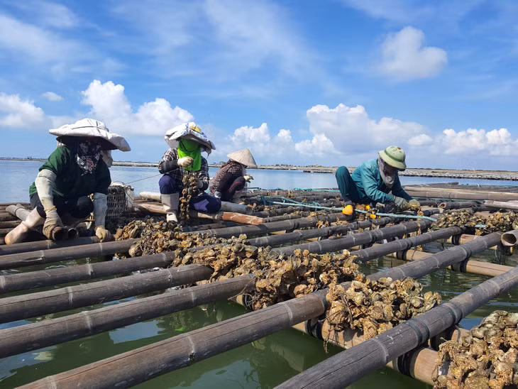 Người nuôi kiểm tra quá trình phát triển của con hàu.