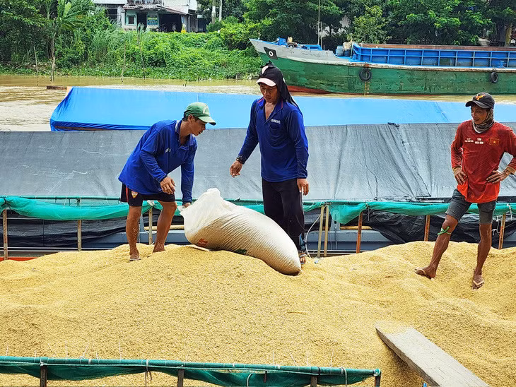 Giá lúa thu đông được nông dân bán cho thương lái với giá 9.400 đồng/kg, tăng gần 1.000 đồng/kg so với vụ hè thu - Ảnh: BỬU ĐẤU