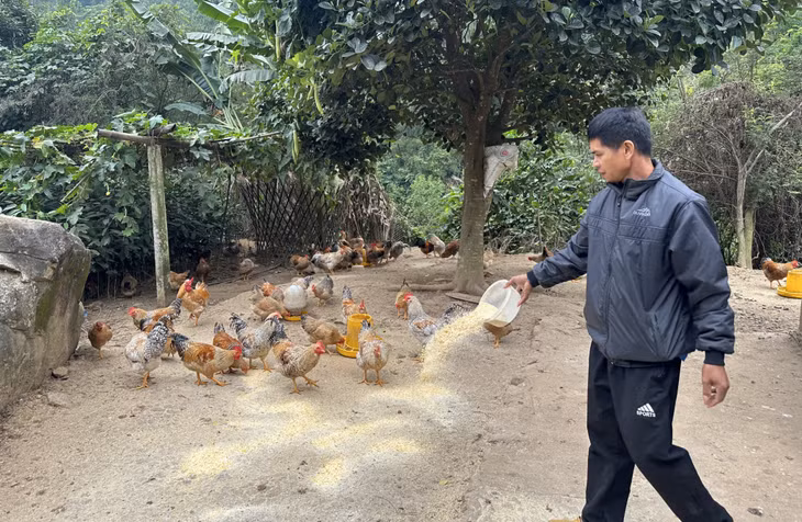 Trang trại chăn nuôi gà kết hợp trồng cây giống của gia đình anh La Ngọc Tân (thị trấn Bình Liêu, huyện Bình Liêu) cho thu nhập ổn định.