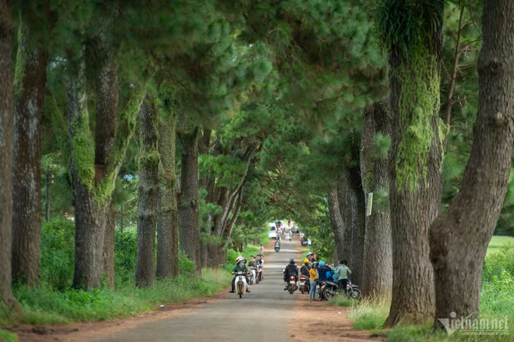 Nằm trong khu vực Biển Hồ chè thơ mộng, cách trung tâm Pleiku khoảng 10 km là con đường thông trăm năm tuổi nổi tiếng nhất Gia Lai