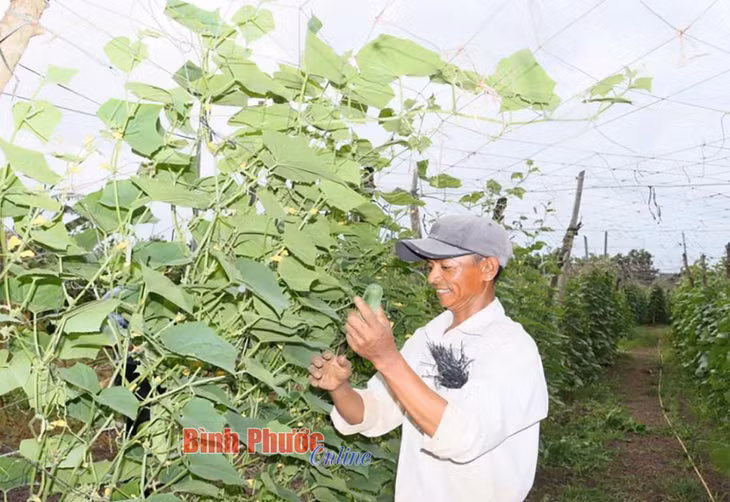 Sau khi chuyển đổi sang trồng rau màu với 8 sào đất, gia đình anh Kim Phong thu gần 200 triệu đồng/năm