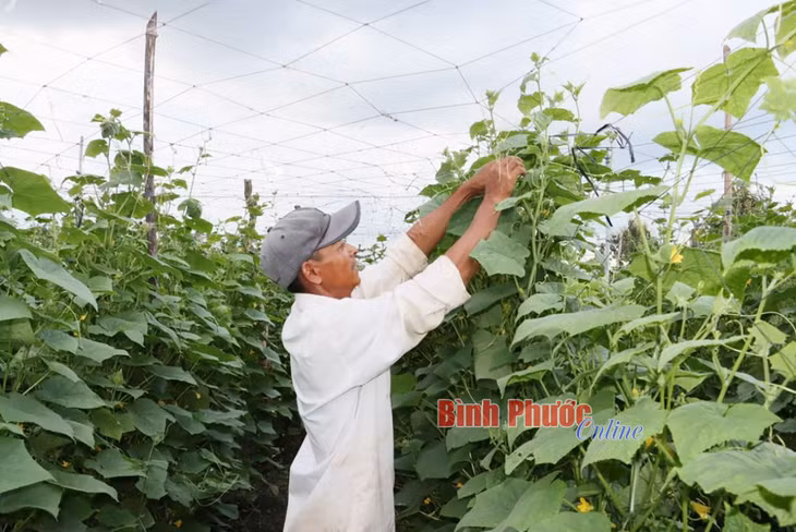 Thu nhập ổn định nhờ chuyển đổi cây trồng ảnh 1 Thu nhập ổn định nhờ chuyển đổi cây trồng ảnh 1