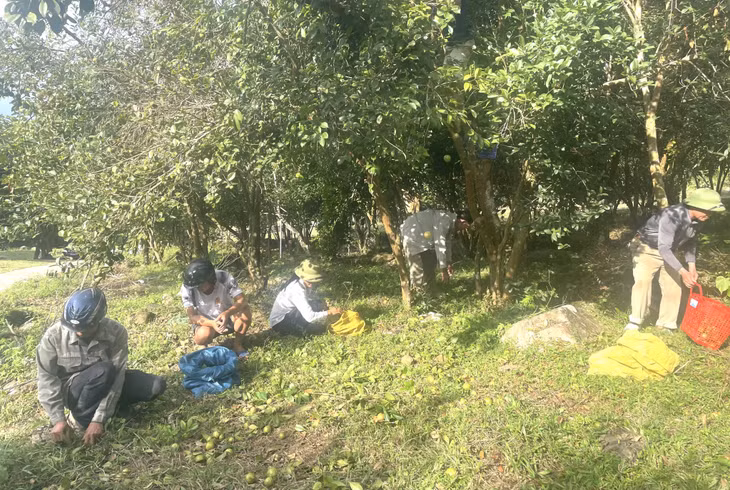 Các hộ dân thôn Đồng Long (xã Đồng Tâm) thu hoạch quả sở.