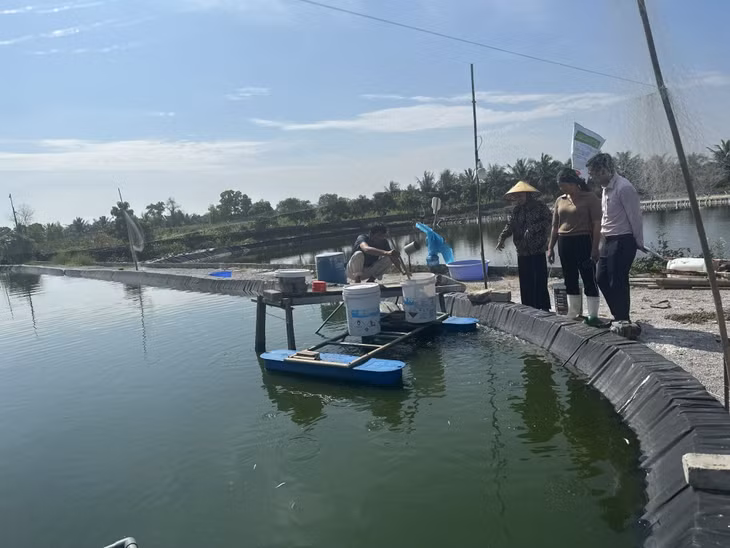 Nguồn vốn chương trình cho vay giải quyết việc làm đã giúp gia đình chị Bành Thị Hiệp, phường Yên Thanh, TP Uông Bí phát triển nuôi trồng thủy sản.
