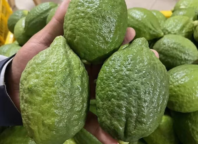 Chanh Quảng Đông (Trung Quốc) được nhập về Việt Nam. Ảnh: Hoàng Nguyễn