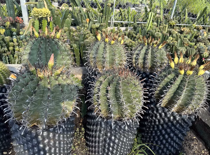 Nhờ trồng cây xương rồng đầy gai anh Trọng có thu nhập khoảng 60 triệu đồng/tháng.