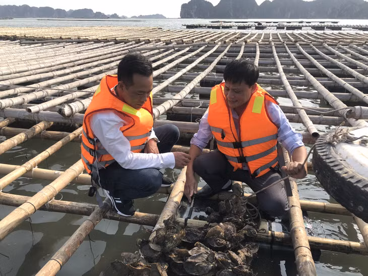 Người dân nuôi hàu treo dây ở phường Hoàng Tân, TX Quảng Yên.
