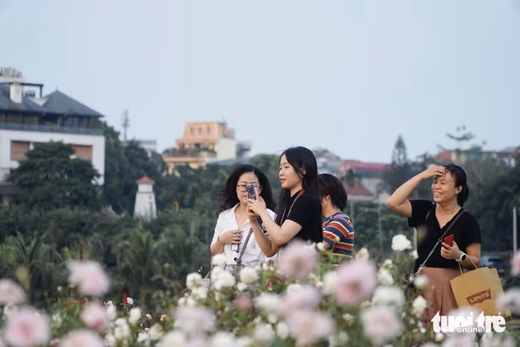 Du khách check-in tại khu vườn hoa hồng - Ảnh: NGUYỄN HIỀN