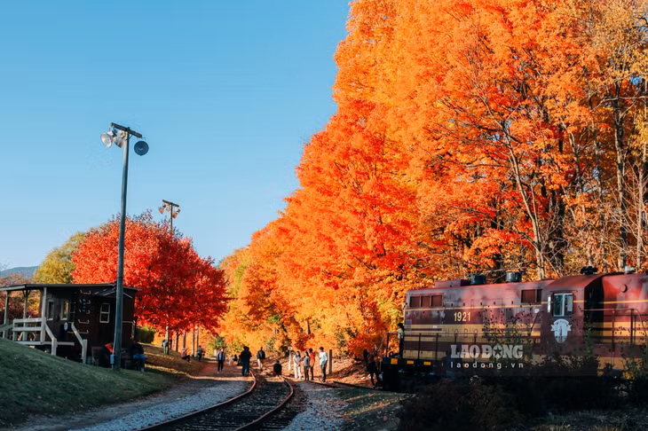Du khách có thể ngắm lá vàng dọc theo những cung đường chính như Kancamagus Highway, Acadia Loop Road…