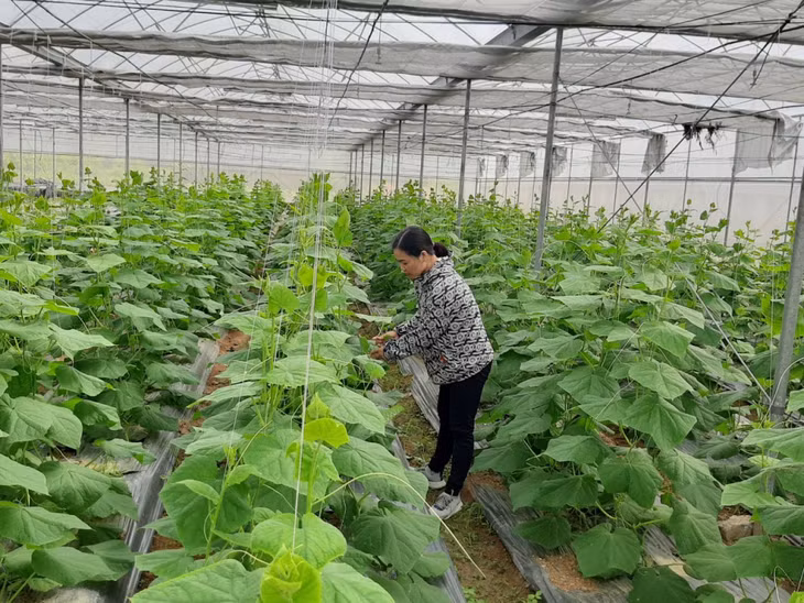 Mô hình trồng dưa chuột trong nhà lưới kính ở Quảng Yên mới được một số hộ dân triển khai. Ảnh: Trung Anh