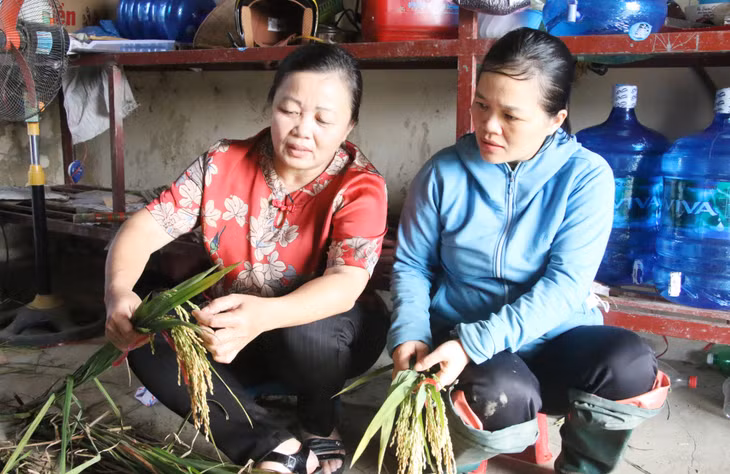 Bà Trần Thị Hồng luôn sâu sát cùng nhân viên công ty trong mỗi công đoạn kiểm tra, chọn giống để chỉ bảo, chia sẻ kinh nghiệm.