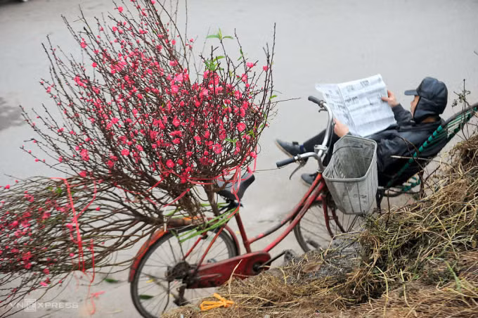 Người dân An Dương (Hà Nội) bán đào Tết trên phố. Ảnh: Giang Huy