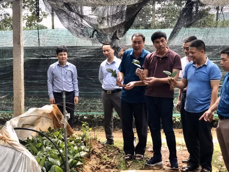 Lãnh đạo Sở KH&amp;CN kiểm tra tiến độ thực hiện nhiệm vụ KH&amp;CN 'Nghiên cứu tình hình sinh vật hại trên cây trà hoa vàng" tại huyện Ba Chẽ.