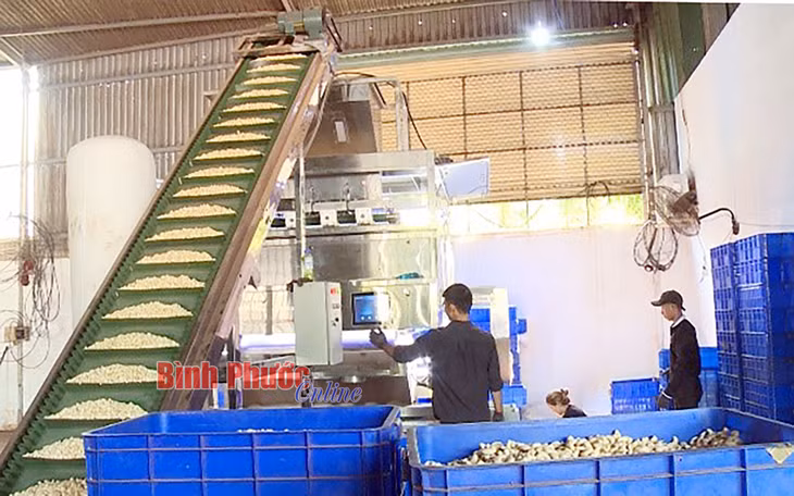 Với dây chuyền sản xuất bằng máy móc, ông Bùi Văn Tân đã tiết kiệm nhiều công lao động và chi phí sản xuất. Ảnh: Trương Hiện