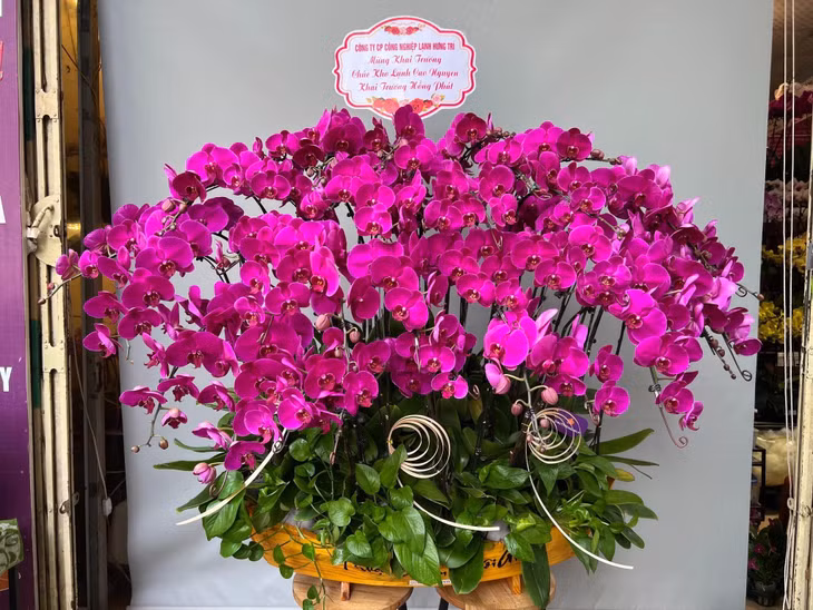 Hồ Điệp màu tím