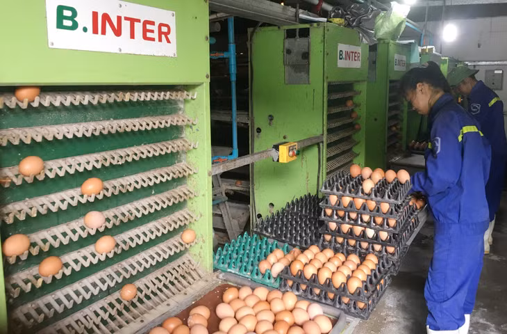 Hệ thống thu trứng tự động tại Công ty CP Thiên Thuận Tường (TP Cẩm Phả).