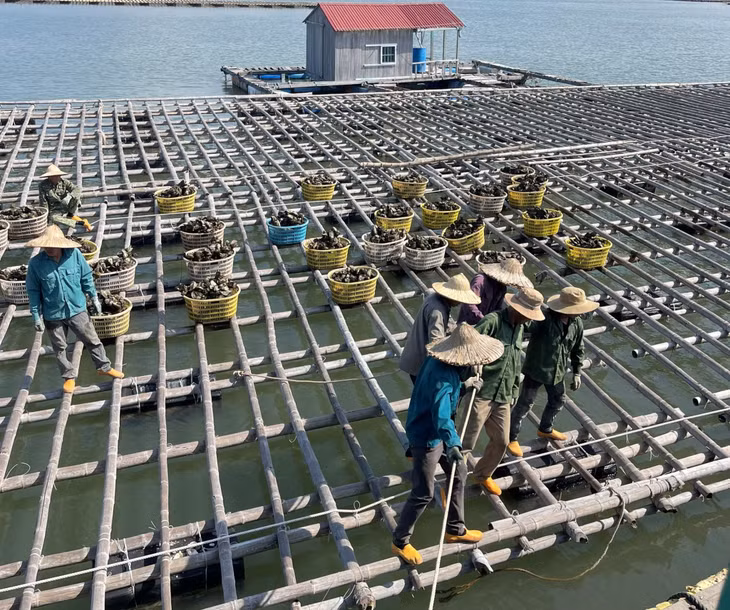 Nhiều hộ nuôi hàu, hà khu vực Lạch Tượng, xã Hoàng Tân (TX Quảng Yên) vẫn chưa chuyển đổi phao xốp sang phao nhựa hợp quy chuẩn.