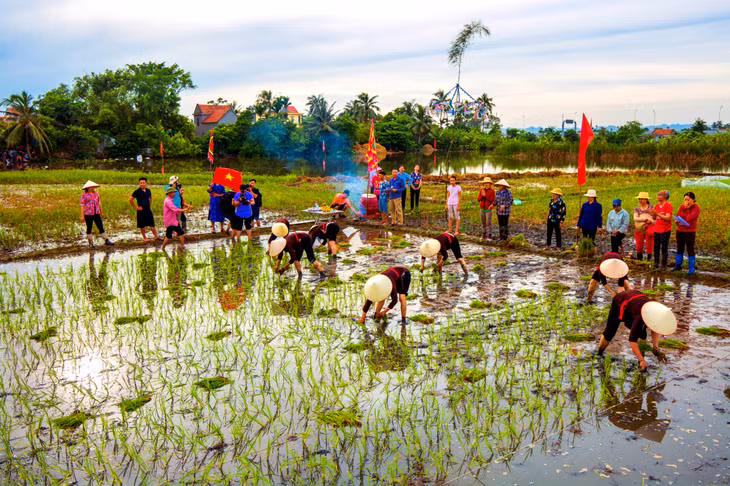 Thi cấy trong lễ hội Xuống đồng.