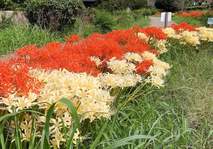 Ngoài màu đỏ, nhiều nơi còn trồng hoa bỉ ngạn trắng, vàng và hồng tạo điểm nhấn. Ảnh: Instagram makick0829