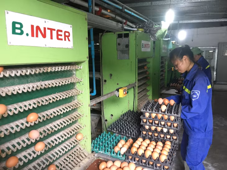 Công nhân Công ty CP Thiên Thuận Tường (TP Cẩm Phả) thu hoạch sản phẩm trứng gà Ai Cập - một trong các sản phẩm OCOP của tỉnh.