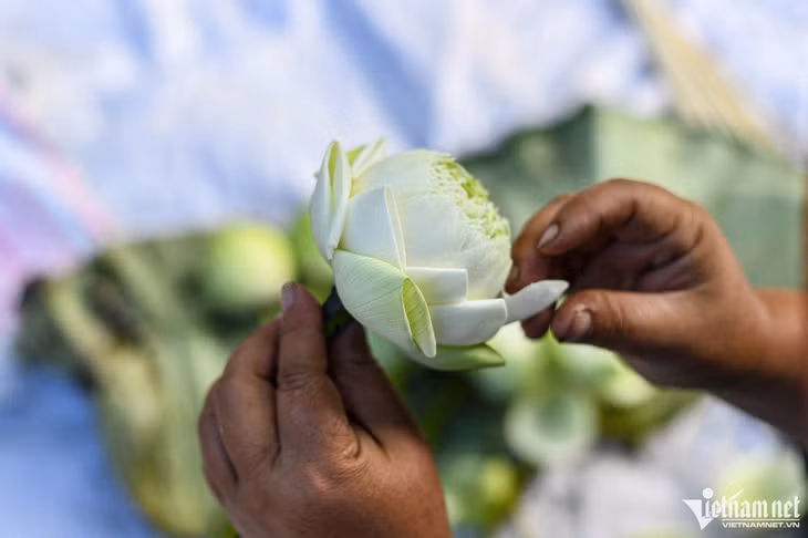 Mặc dù đang vào mùa thạch thảo, hướng dương, riêng hoa sen vẫn được nhiều bạn trẻ lựa chọn hơn cả. Người bán hàng đang gấp từng lá cho sen để tạo hình bắt mắt.