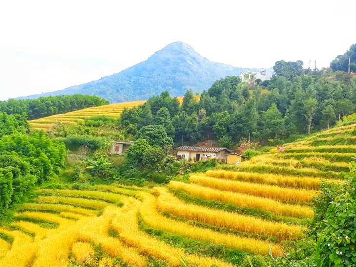 Khi những ánh nắng mùa Thu nhè nhẹ bao phủ lên đất trời cũng là lúc Bình Liêu bước vào mùa lúa chín.