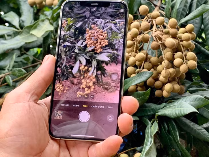 Hướng dẫn cách giới thiệu sản phẩm nông sản khi đưa lên sàn thương mại điện tử.